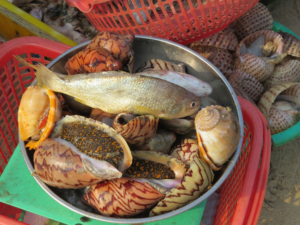 Fish and snaill sold by fishers