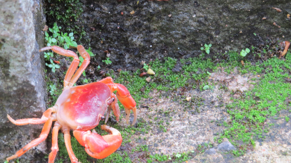 A red crab living in rocks