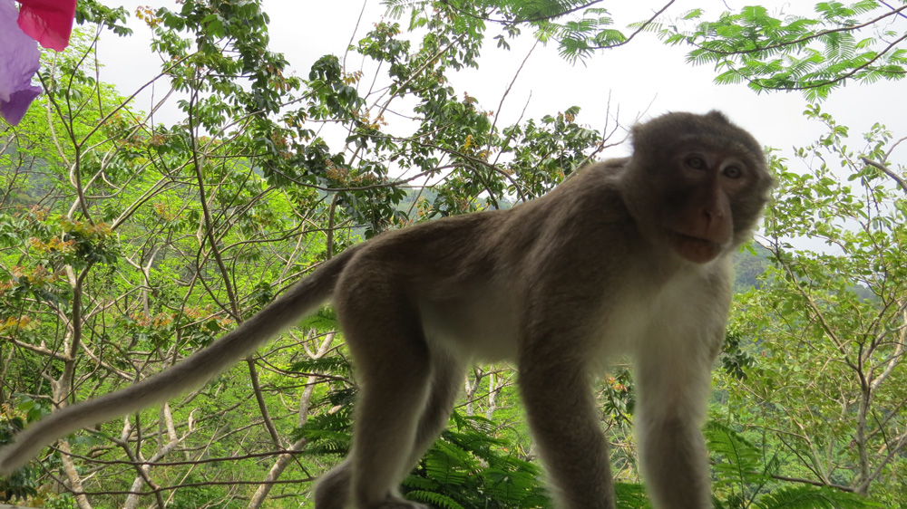 A monkey living in the forest