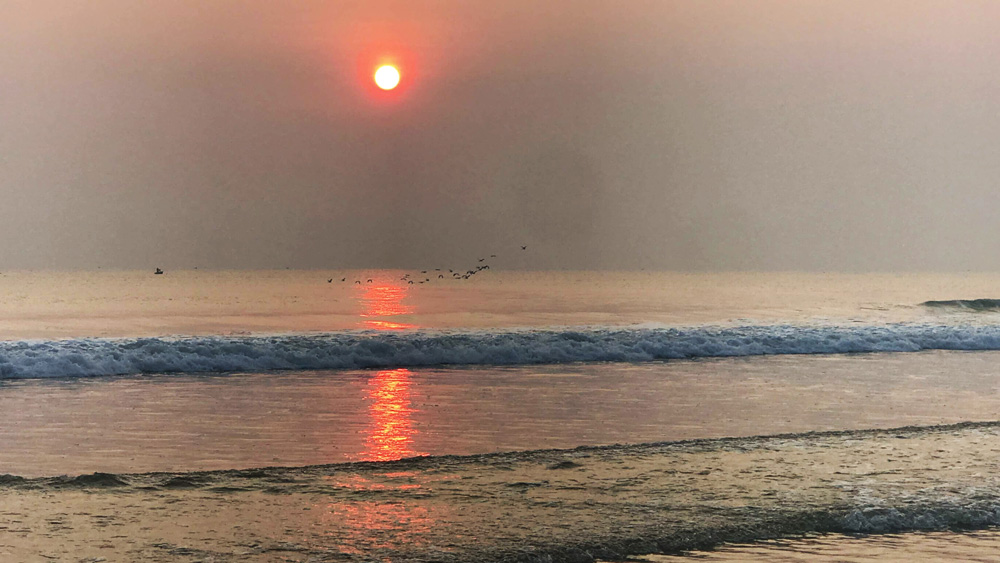 Đàn chim biển bay lượn chào bình minh