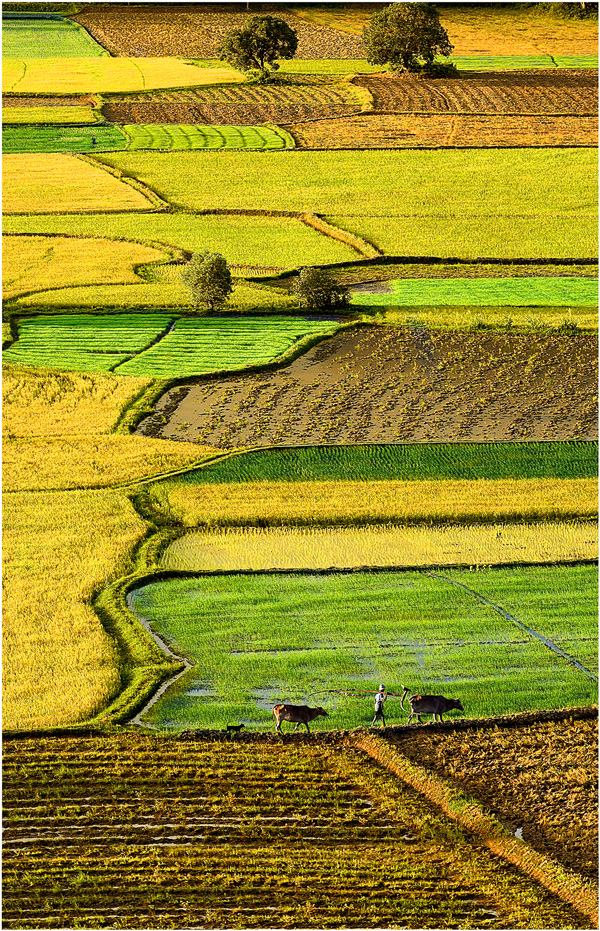 Colours of rice fields